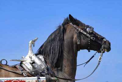 Low angle view of horse against clear blue sky