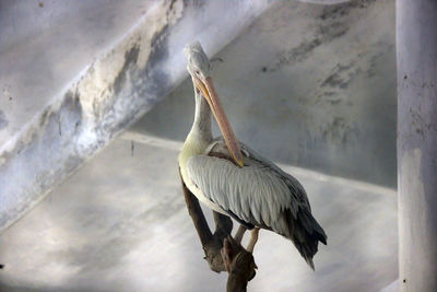 Close-up of bird perching on wall