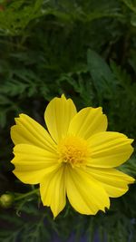 Close-up of yellow flower blooming outdoors