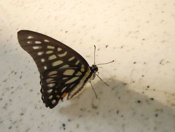 Close-up of butterfly