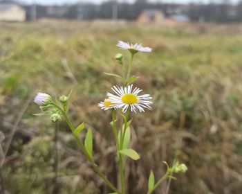 Close-up of white flowering plant on field