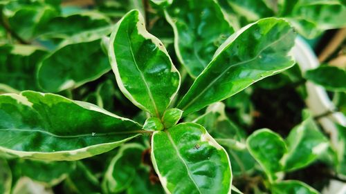 Close-up of fresh green leaf