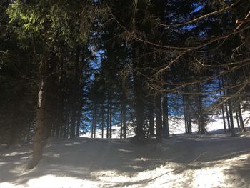 Trees in forest