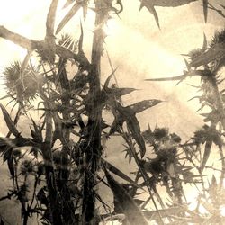 View of trees against sky