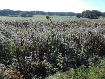 Scenic view of agricultural field against sky