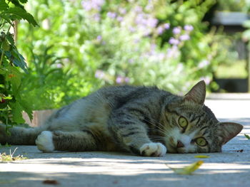 Close-up portrait of cat lying down