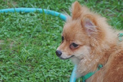 Close-up of a dog looking away