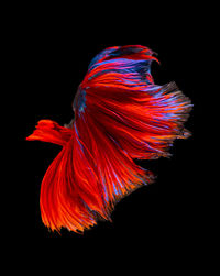 Close-up of red flower over black background