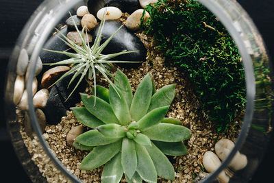 High angle view of potted plant