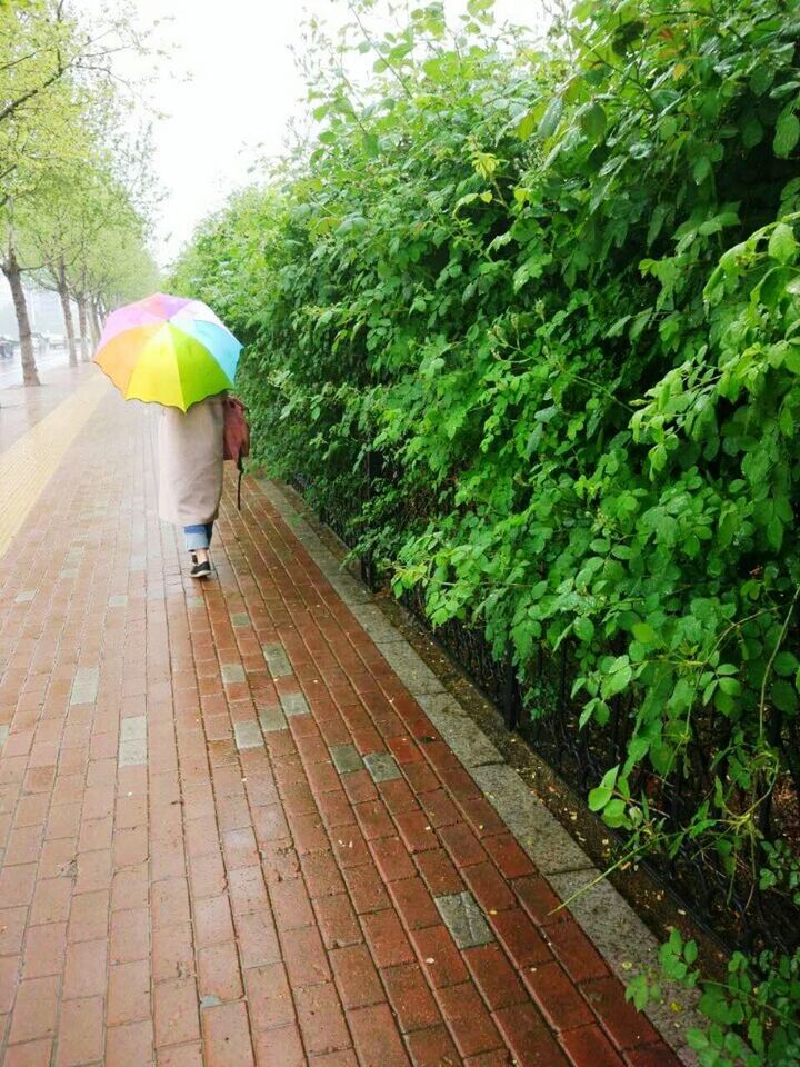 REAR VIEW OF WOMAN WITH UMBRELLA WALKING ON TREE