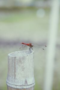 Close-up of insect perching outdoors