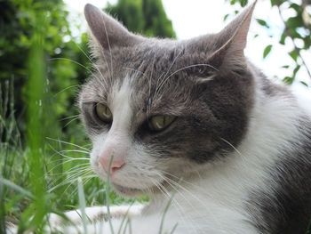 Close-up of a cat looking away