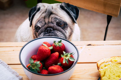 Close-up of dog by strawberries at table