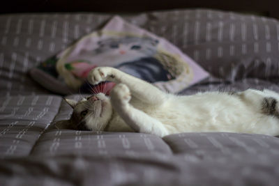 Close-up of a cat lying on bed