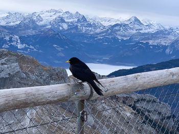 Bird perching on snow covered mountains against sky