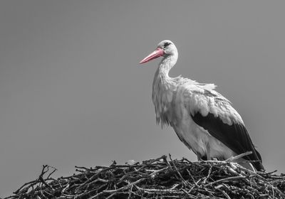 Close-up of bird perching on nest against sky