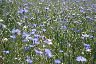 Close-up of fresh purple flowers in field