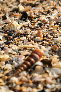 Close-up of seashells on pebbles