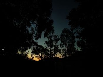 Low angle view of silhouette trees against sky at night