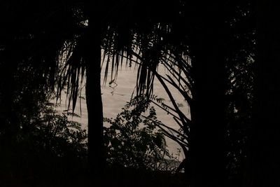 Low angle view of silhouette trees in forest against sky