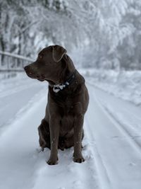Silver labrador in the snow