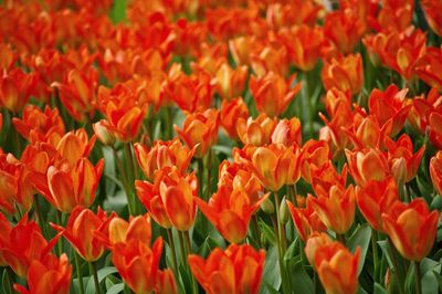 Full frame shot of red tulips on field