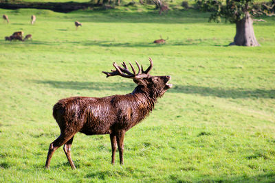 Deer standing on field rutting season 