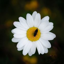 Close-up of insect on white daisy flower