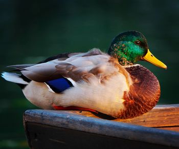 Close-up of a bird perching on wood