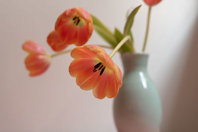 Close-up of orange flower