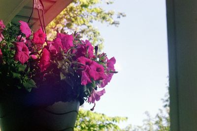 Close-up of pink bougainvillea blooming outdoors