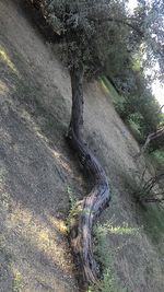 Tree trunk in forest