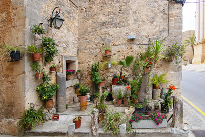 Potted plants on wall of building