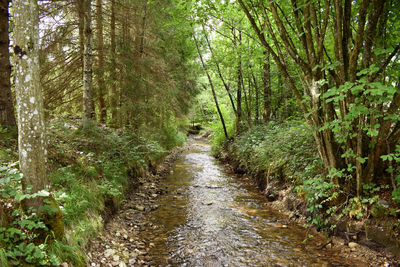 Footpath amidst trees in forest