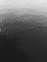 High angle view of bird in water