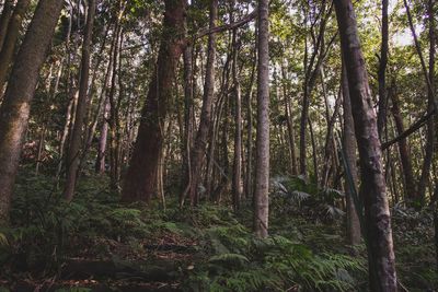 Trees in forest