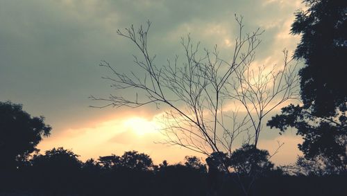 Silhouette of trees during sunset