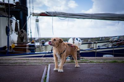 Dog looking away