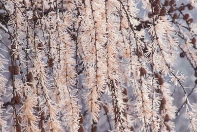 Detail shot of dry plants