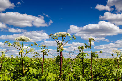 field
