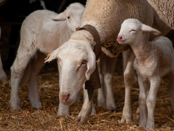 Sheep in a field