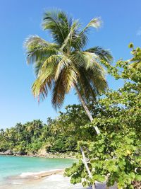 Palm tree by sea against clear sky