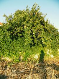 Plants growing on field