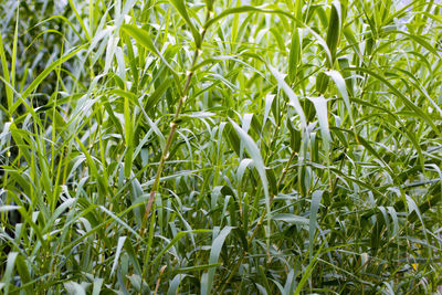 Close-up of corn field