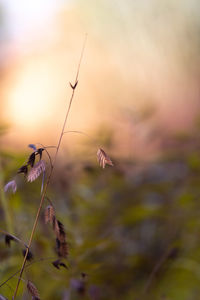 Close-up of dry plant on field against sky