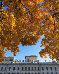 Low angle view of trees against sky during autumn