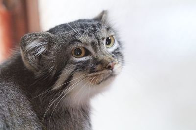 Close-up of a cat looking away