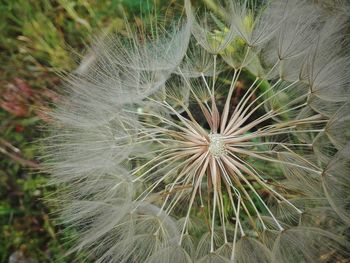 Close-up of flowers