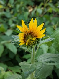 Close-up of sunflower