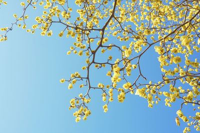 Low angle view of cherry blossoms against clear blue sky